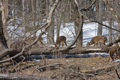Whitetail 4.jpg