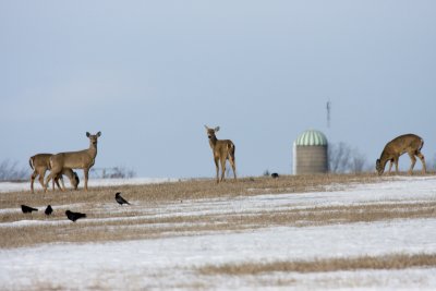 Whitetail does in a farmer's field