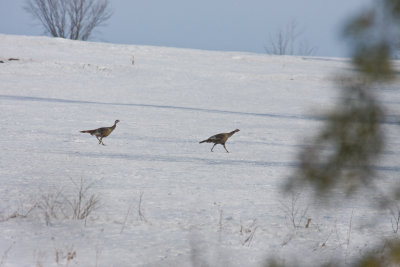 Wild turkeys on the move