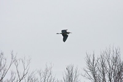 Great Blue Heron