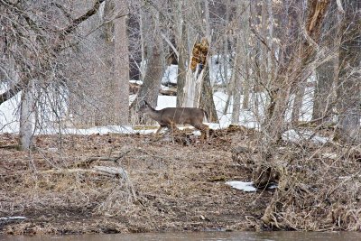 Whitetails