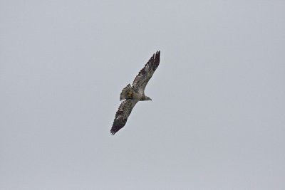 Hawk