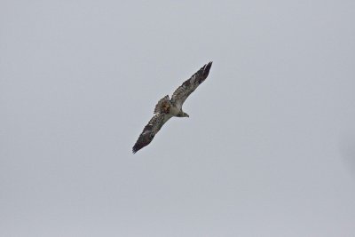 Hawk