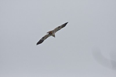 Hawk