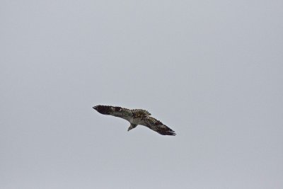 Hawk
