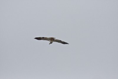 Hawk