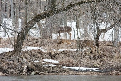 Whitetails
