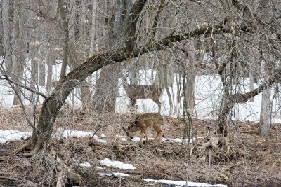 Whitetails
