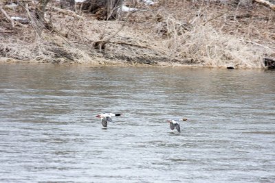 Fast moving ducks