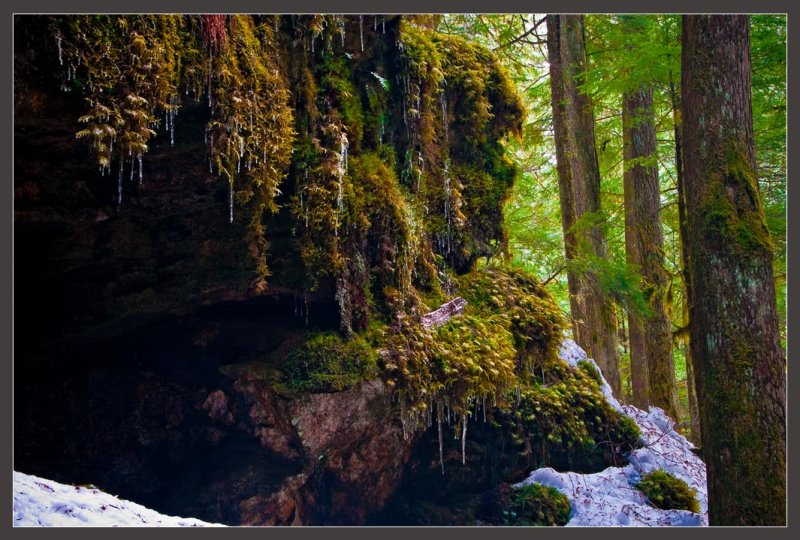 The Inland Rain (Snow) Forest