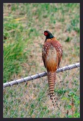 Frisky Pheasant