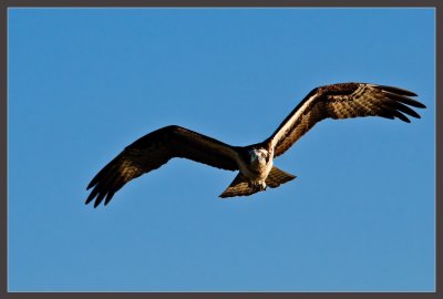 Osprey