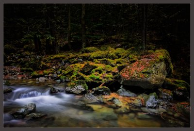 Light in The Forest