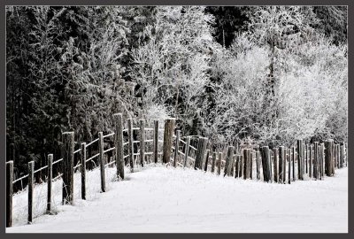Frost Fence