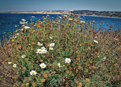 la jolla flowers.jpg