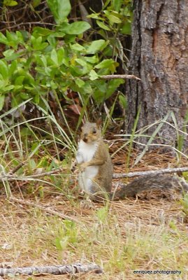 WELL FED, HAS BEEN EATING THE BIRD SEEDS THAT FALL TO THE GROUND.