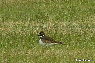 killdeer