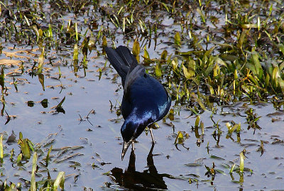 GRACKLE