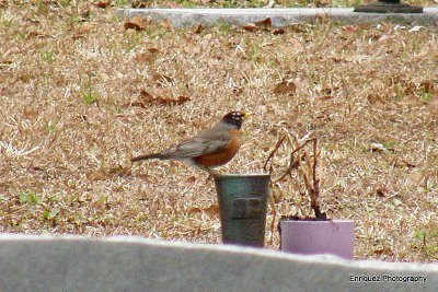 Robins are back!