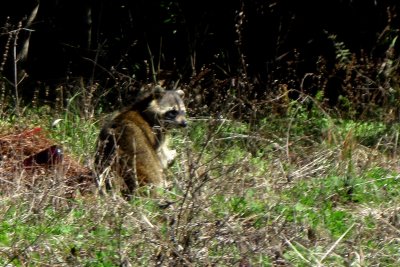 RACOON BY THE ROAD SIDE.