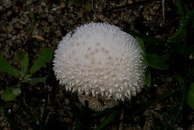 This mushroom is an amanita virginoides.