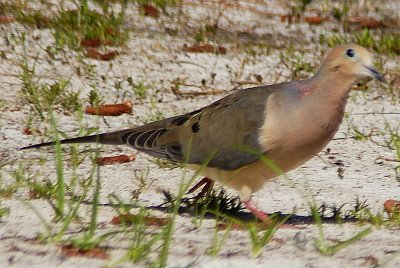 MOURNING DOVE RUNNING TO GET UNDER THE TABLE