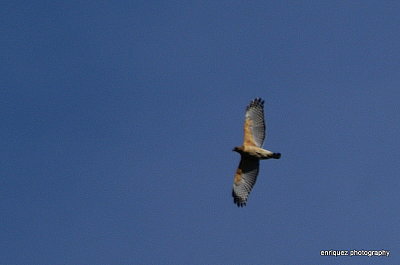 RED SHOUDER HAWK, VERY HIGH OVER MY HOUSE!