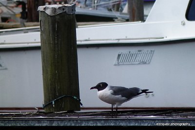 Lauphing seagull .......first shot with new HS 10