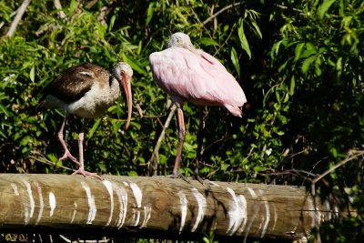 JUVENILE WHITE IBIS AND ROSEATE SPOONBILL