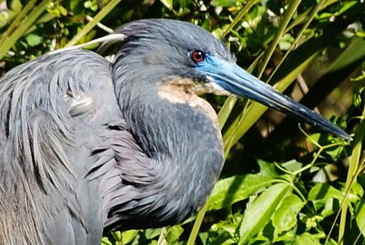 TRICOLORED HERON