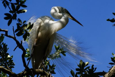 SNOWY EGRET