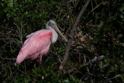 I had never seen spoonbills in the wild before!