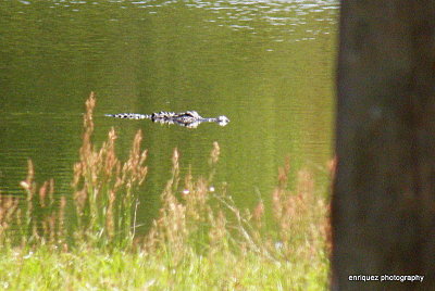 at a pond near my job