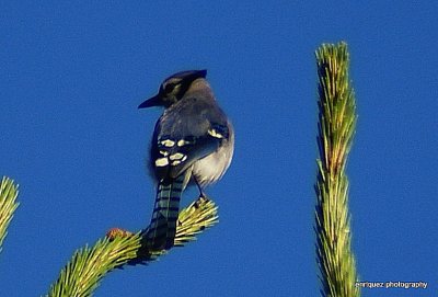 FROM  MY  BACK PORCH,SATSUMA FLORIDA USA