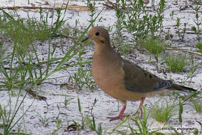 low light-high ISO MOURNING DOVE