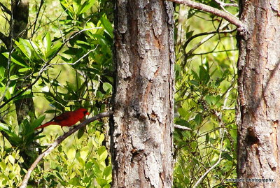 CARDINAL