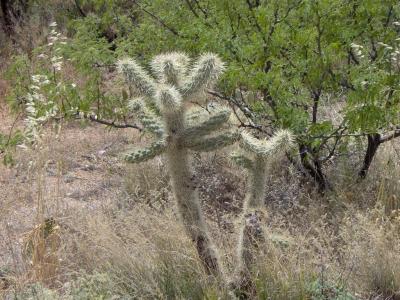 CHOLLA!!!!!!! IT KILLED PEOPLE!!!!!!! (In the old westerns!)