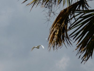 CATTLE EGRETS AT THE AIRPORT