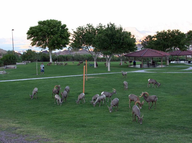 Evening with the big horn sheep