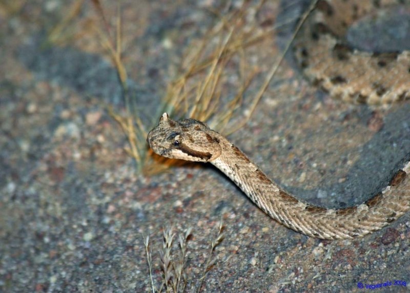 Rail fanning snake