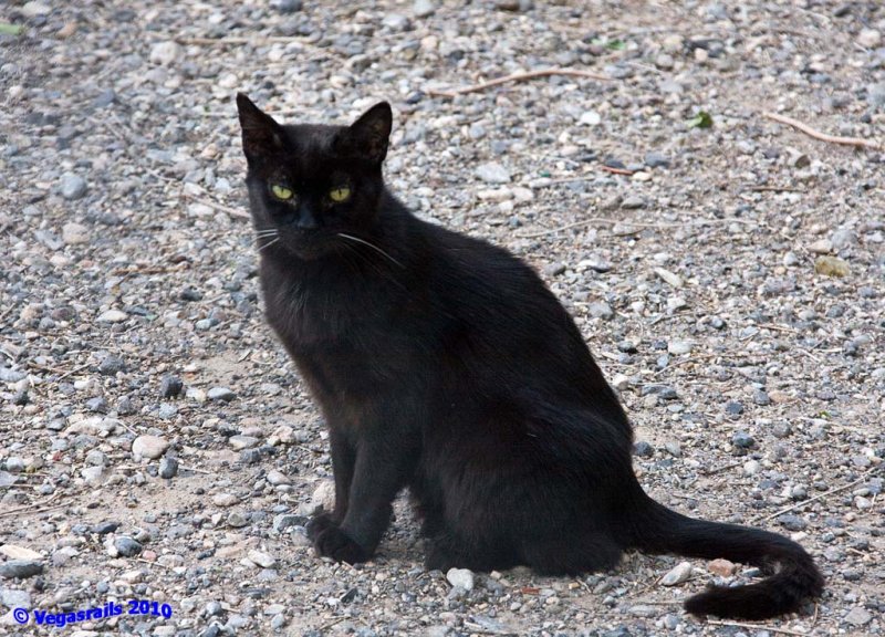 Blackie