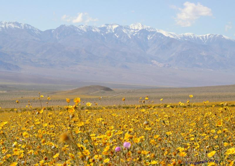 Death Valley during the 100 yr bloom