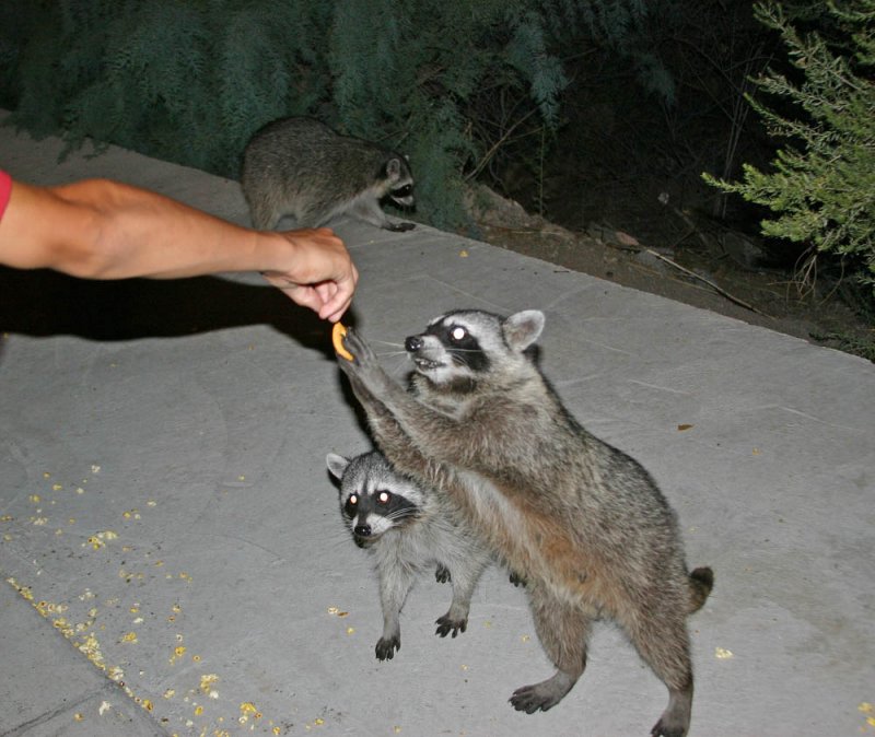 The Bandits and Ritzs