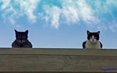 The pair on the roof