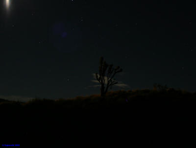 Joshua tree in the moon light