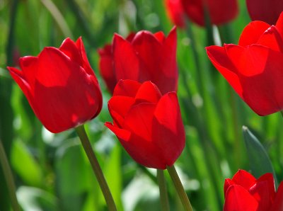 Tulips again