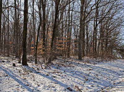 National Arboretum shadows