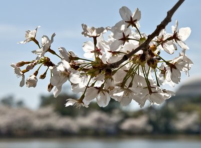 Cherry blossoms