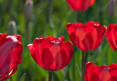 Tulips in red