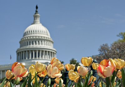 Tulips and the semi-indistinct mass of the Capitol